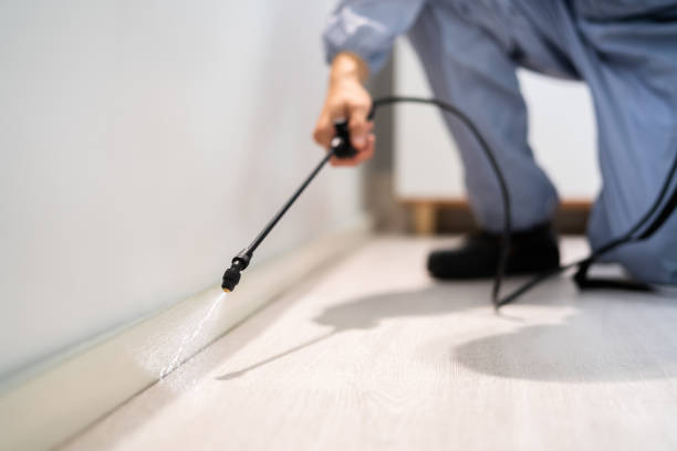 Licensed Wasp Removal service in Sunnyside, CA - Show Me Pest Control